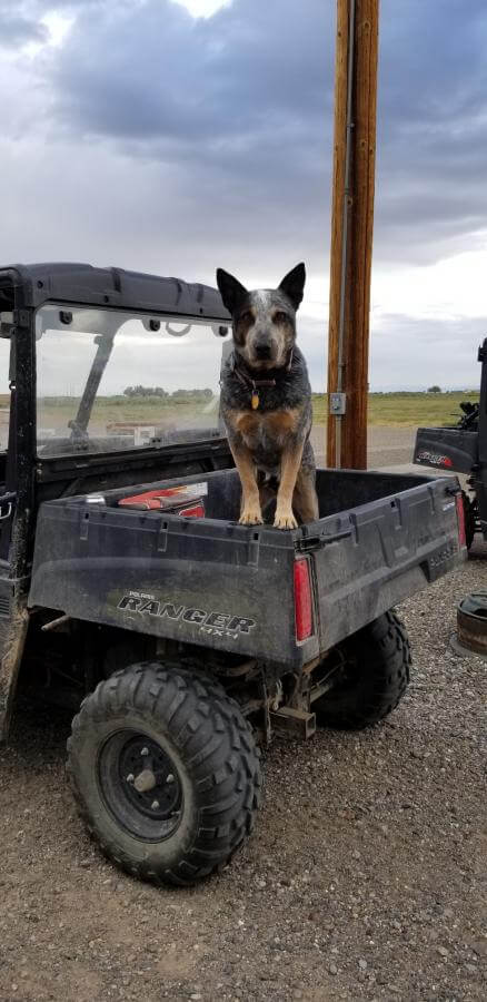 dog in truck
